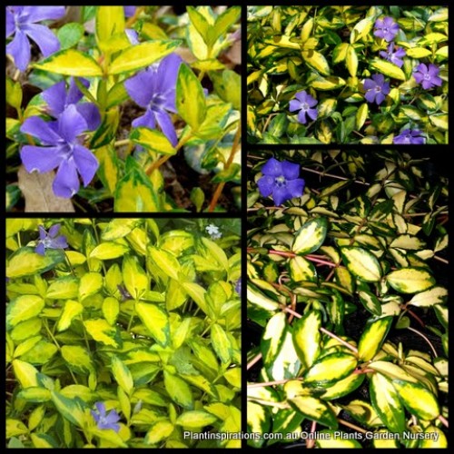 Vinca Illumination x 1 Plant Periwinkle Shade Groundcover Blue Violet